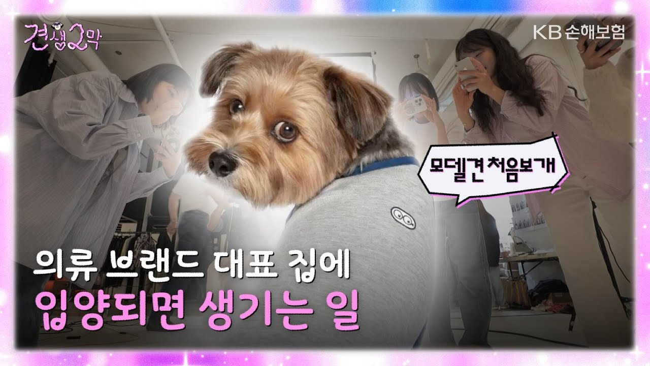 KB 견생 2막 프로젝트 커버